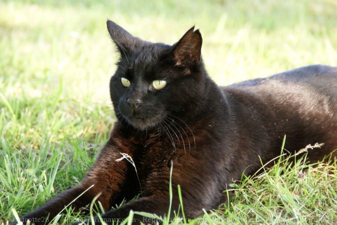 Photo de Chat domestique