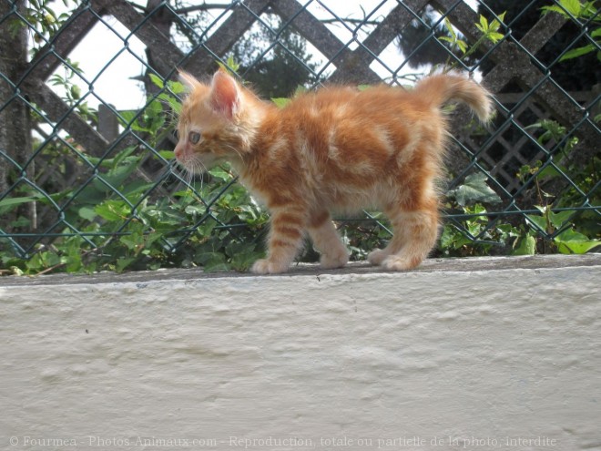 Photo de Chat domestique