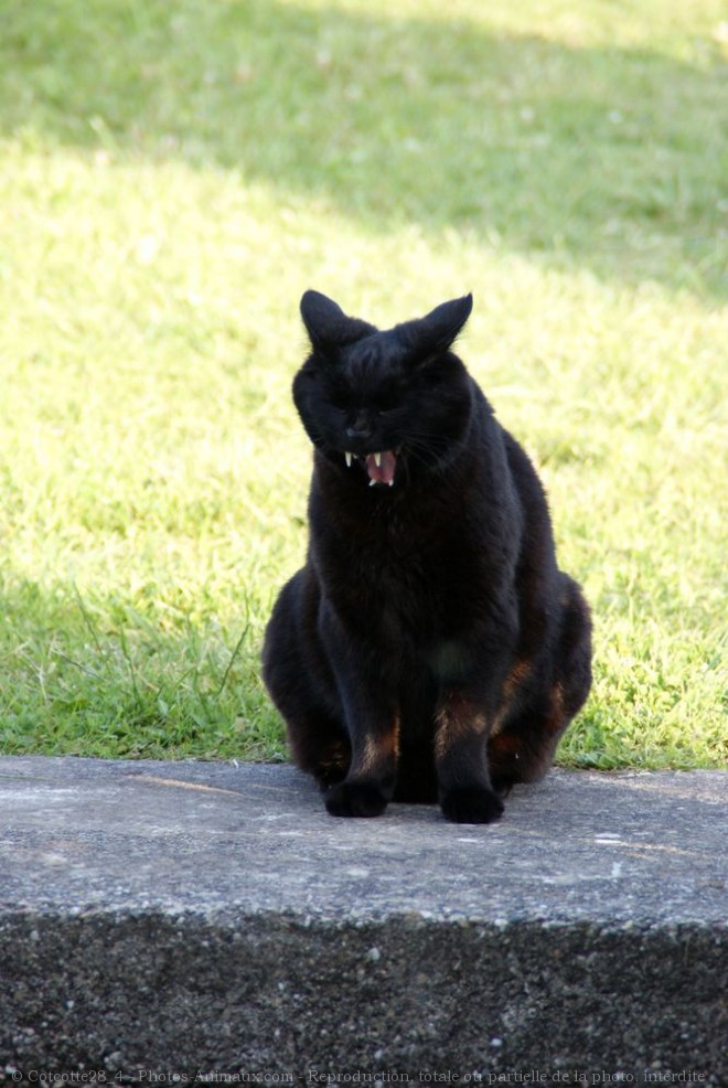 Photo de Chat domestique