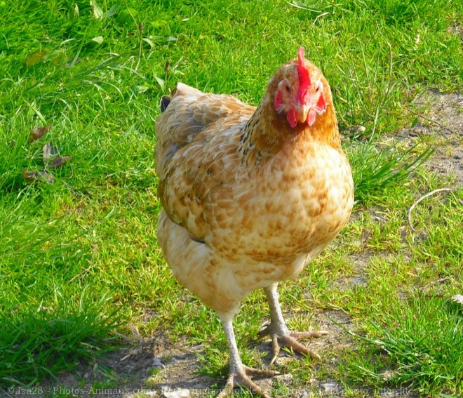 Photo de Poule