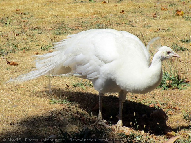 Photo de Cygne