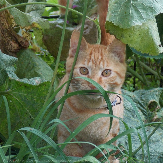 Photo de Chat domestique