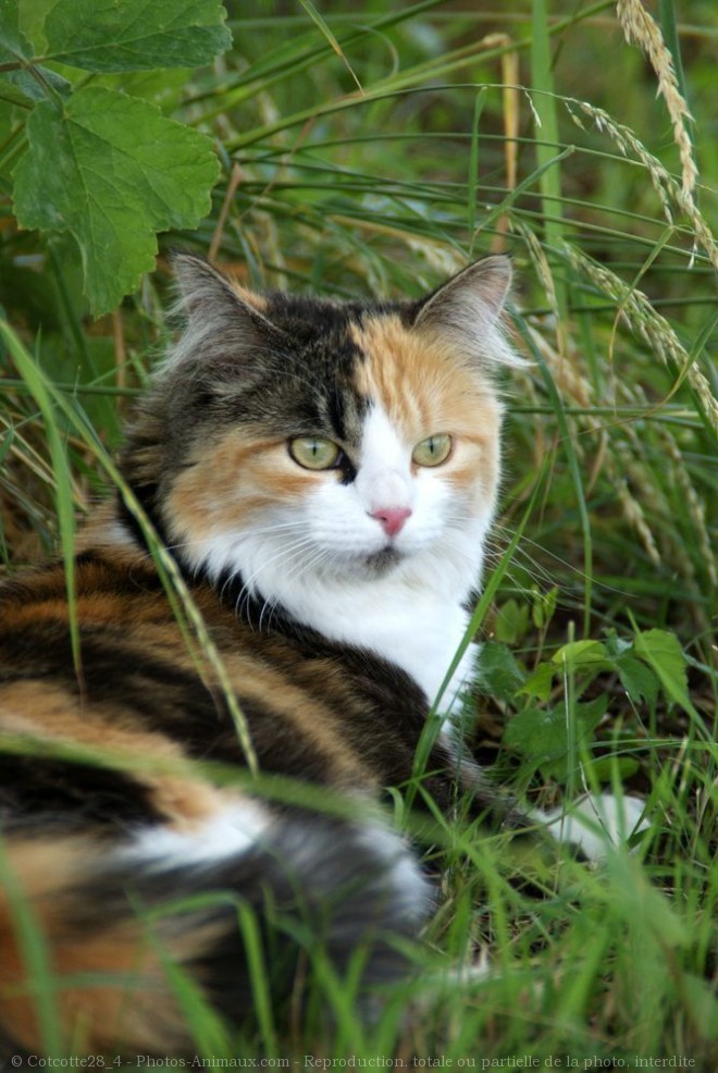 Photo de Chat domestique