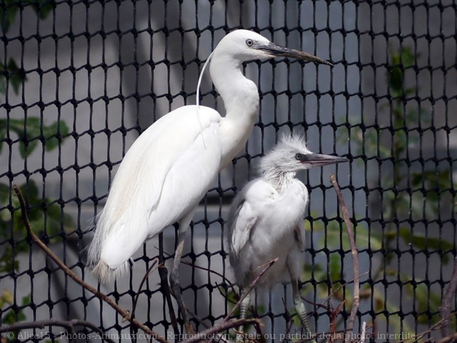 Photo d'Aigrette