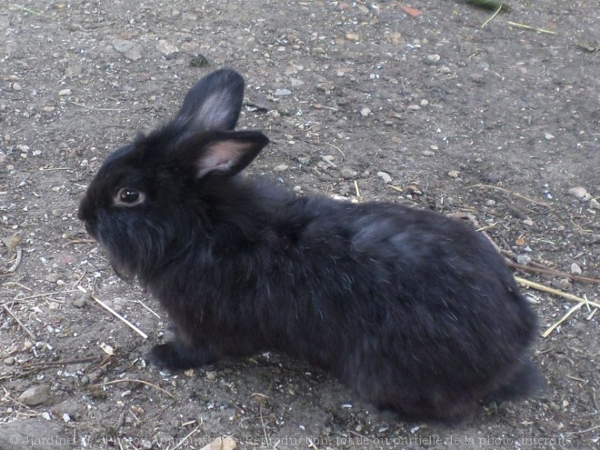 Photo de Lapin