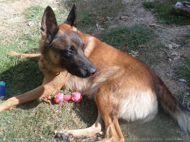 Photo de Berger belge malinois