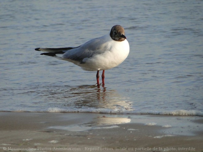 Photo de Mouette