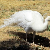 Photo de Cygne