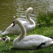 Photo de Cygne