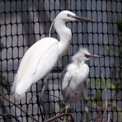 Photo d'Aigrette