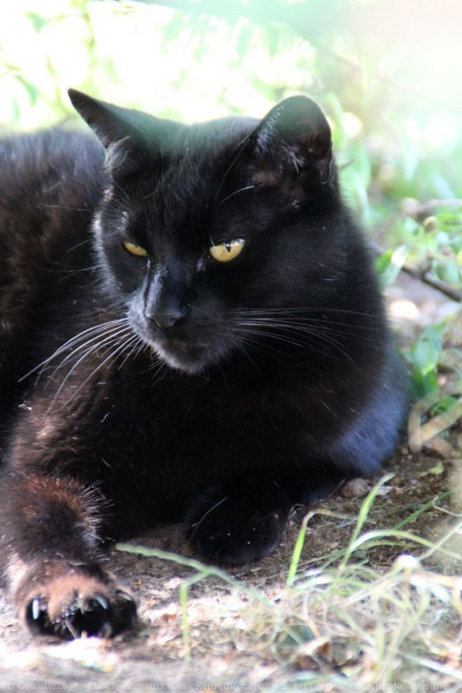 Photo de Chat domestique