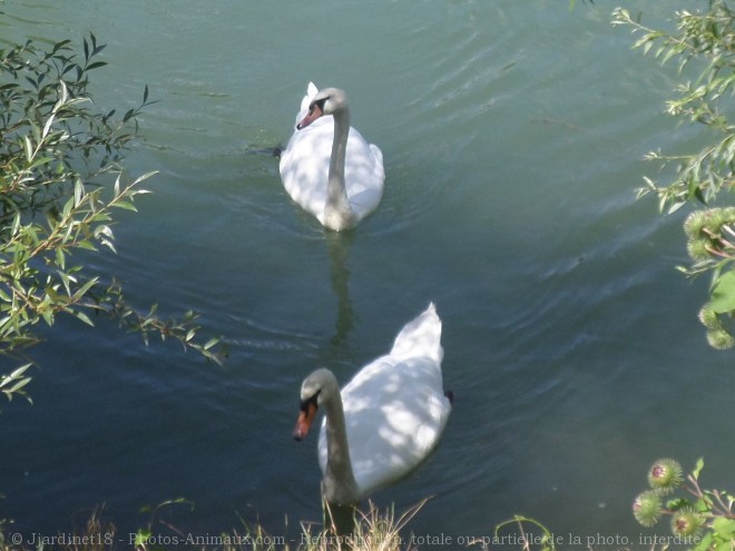 Photo de Cygne