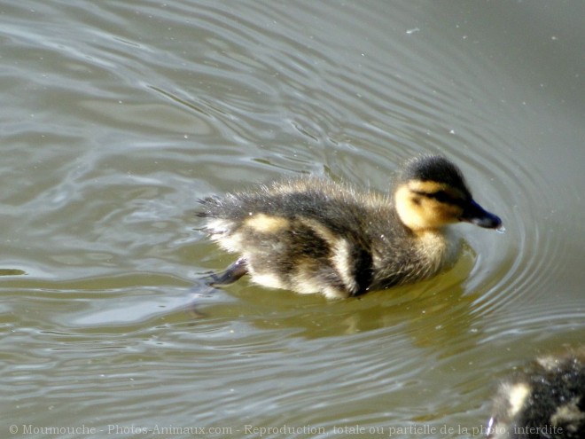 Photo de Canard colvert