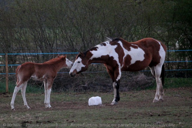 Photo de Paint horse