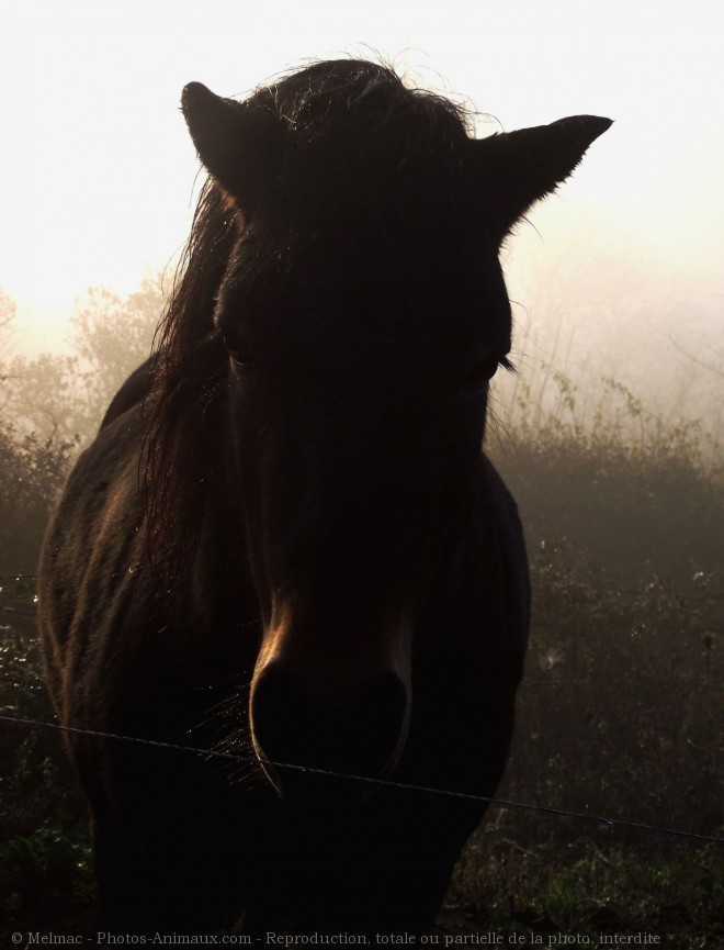 Photo de Poney (toutes races)