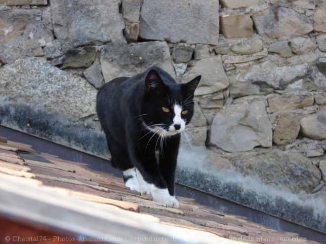 Photo de Chat domestique