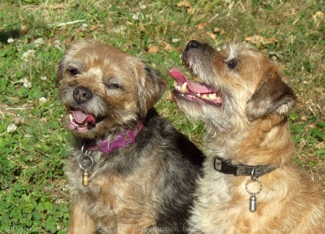 Photo de Border terrier