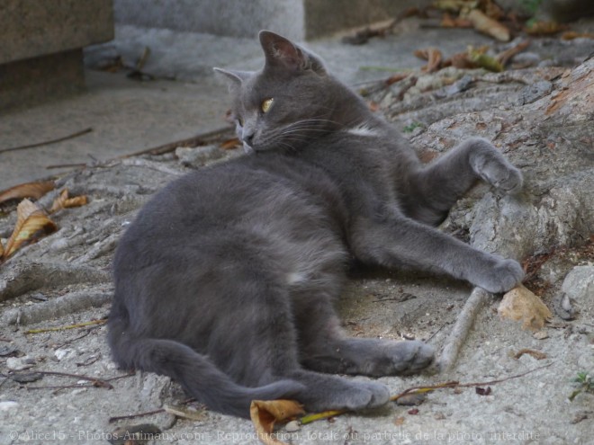 Photo de Chat domestique