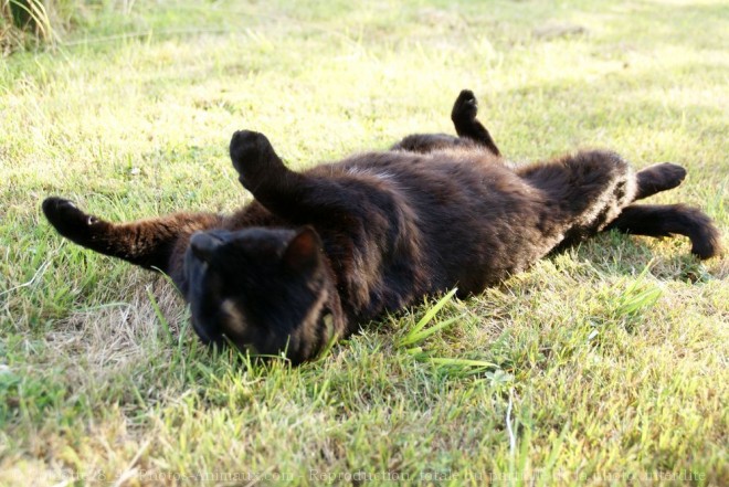 Photo de Chat domestique