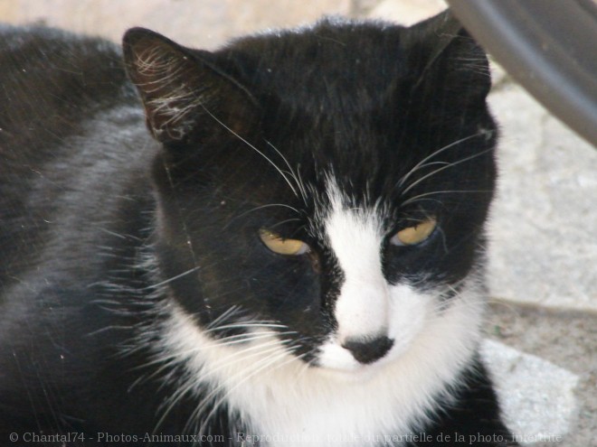 Photo de Chat domestique