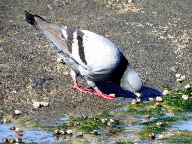 Photo de Pigeon