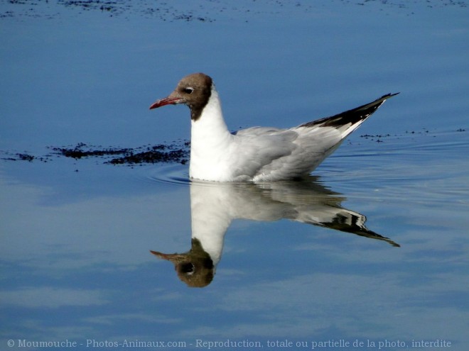 Photo de Mouette