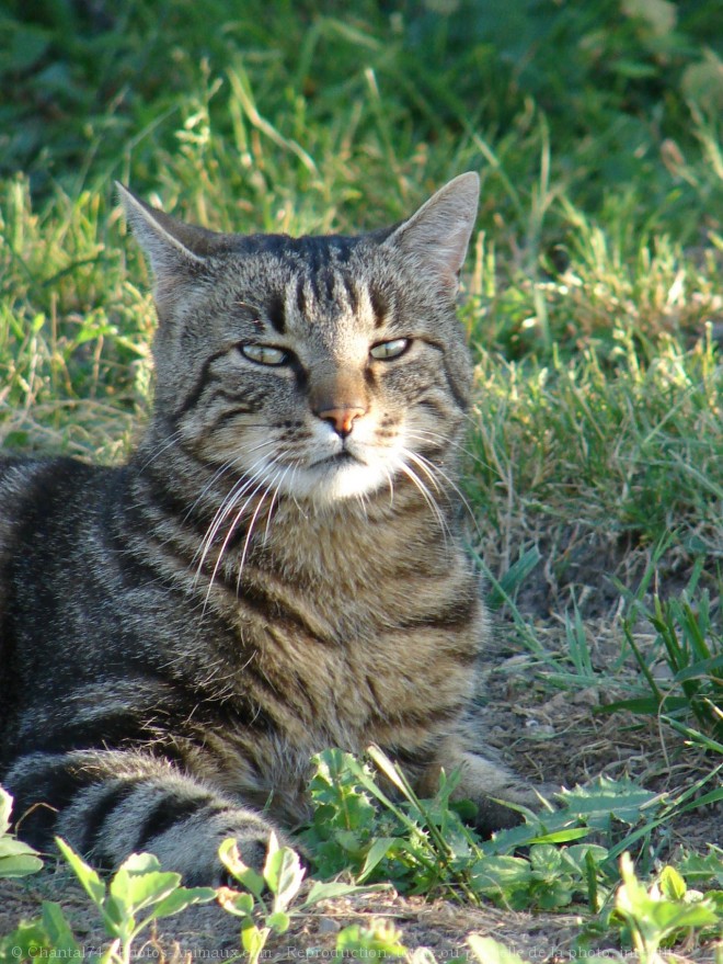 Photo de Chat domestique