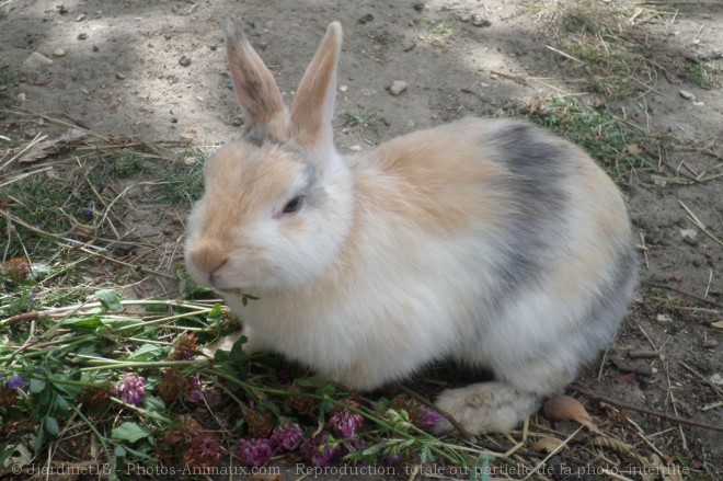 Photo de Lapin