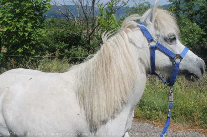 Photo de Poney (toutes races)