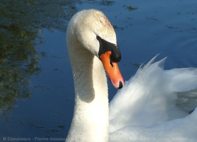 Photo de Cygne