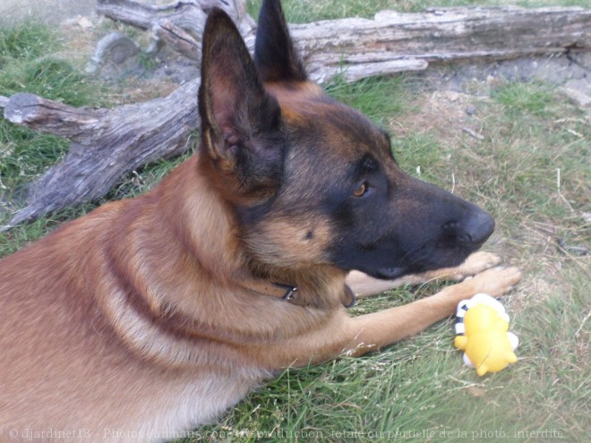 Photo de Berger belge malinois