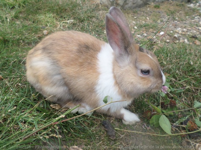 Photo de Lapin