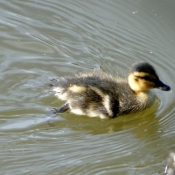 Photo de Canard colvert