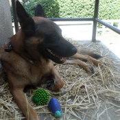 Photo de Berger belge malinois