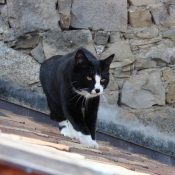 Fond d'cran avec photo de Chat domestique