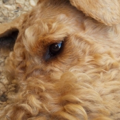 Photo d'Airedale terrier