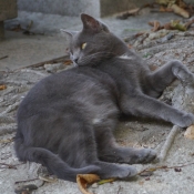 Photo de Chat domestique