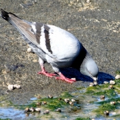 Photo de Pigeon