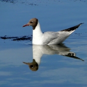 Photo de Mouette