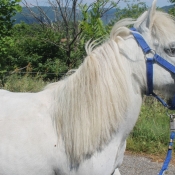 Photo de Poney (toutes races)