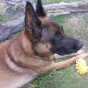 Photo de Berger belge malinois