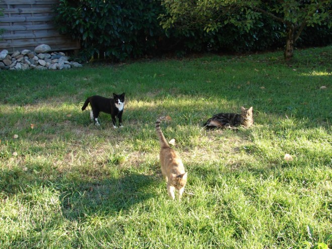 Photo de Chat domestique