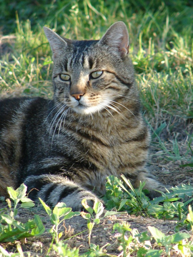 Photo de Chat domestique