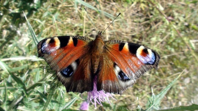 Photo de Papillon - paon du jour