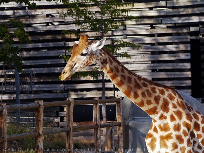 Photo de Girafe