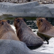 Photo de Cabiai ou capybara