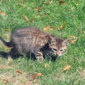 Photo de Chat domestique