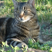 Photo de Chat domestique