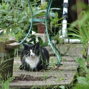 Photo de Chat domestique