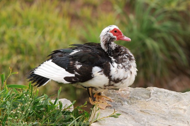 Photo de Canard de barbarie